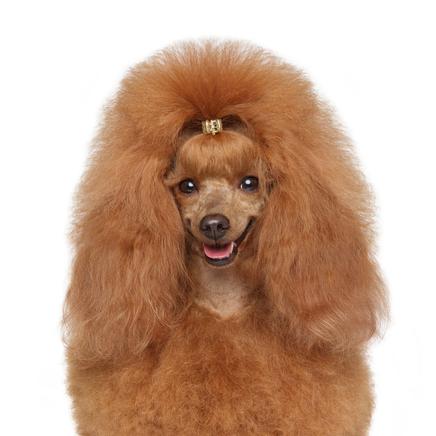 DERMISaid Hot Spot Relief: Healthy Poodle