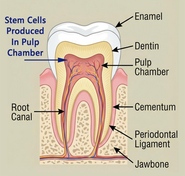 Tooth: Anatomy showing pulp where stem cells are produced that can become any cell needed to heal the tooth and keep it healthy.