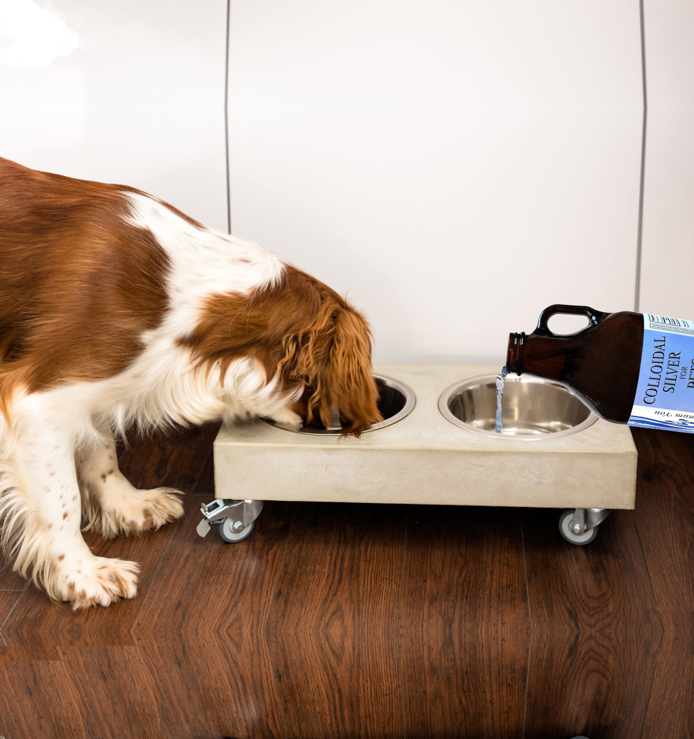 Welsh Springer Spaniel dog drinking out of his water dish in the kitchen