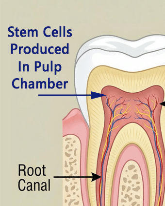 Tooth: Anatomy showing pulp where stem cells are produced that can become any cell needed to heal the tooth and keep it healthy.